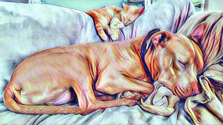 Whatever, Said the&nbsp;Cat